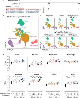 The effect of Toll-like receptor agonists on the immunogenicity of MVA-SARS-2-S vaccine after intranasal administration in mice